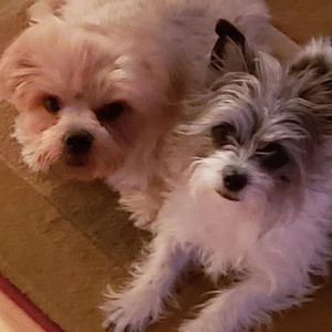 Meet your Posher, Rossi